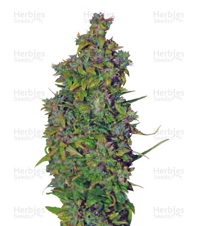 VIP Dwarf Auto