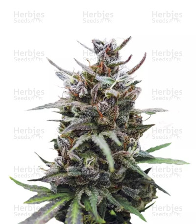 Baby Boom Auto