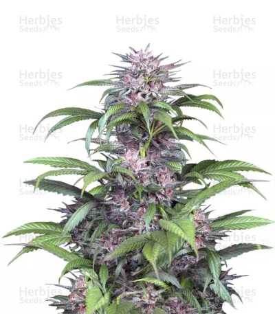 Quick Kush — Dinafem Seeds
