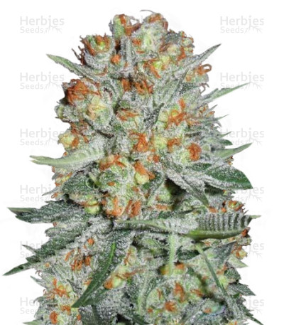 Bubble Auto