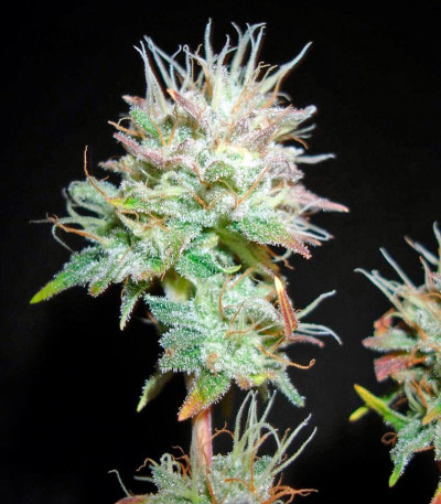 Bubba Kush 2.0 — Humboldt Seeds Organization