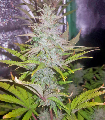 Buy Lemon Juice Express Auto feminized seeds by Humboldt Seed Organization  - Herbies