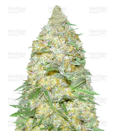 Super Extra Skunk Auto