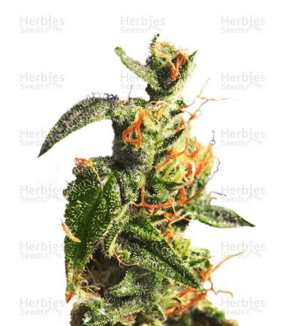 Diesel Glue