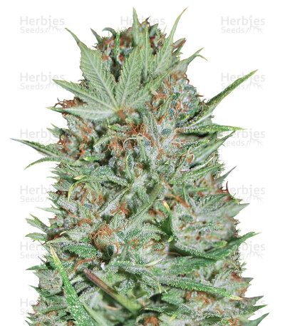 Wembley — Pyramid Seeds