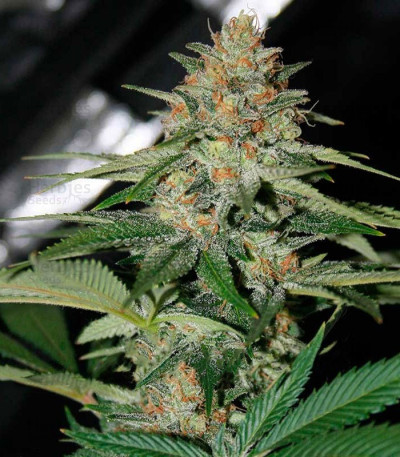 Delicious Candy Early Version — Delicious Seeds