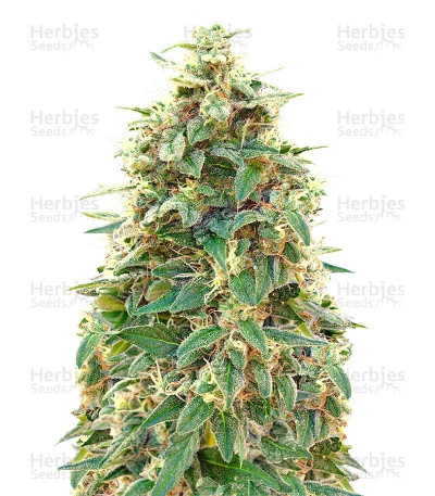 00 Hashchis Auto