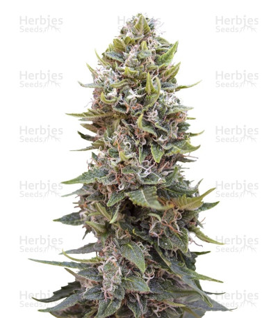 Cheese Berry Auto