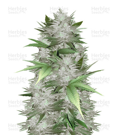 Mighty Mango Bud — Vision Seeds