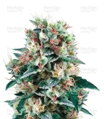 Royal Creamatic Auto