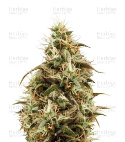 Royal Jack Auto