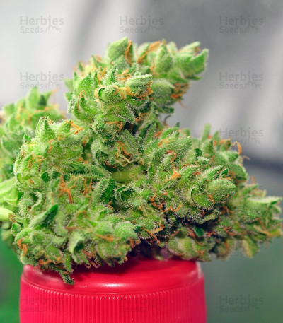 Pandora Auto — Paradise Seeds