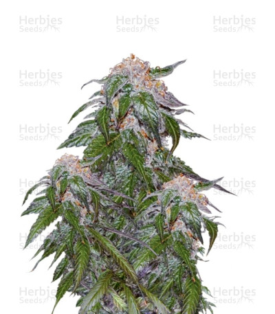Medical VIP