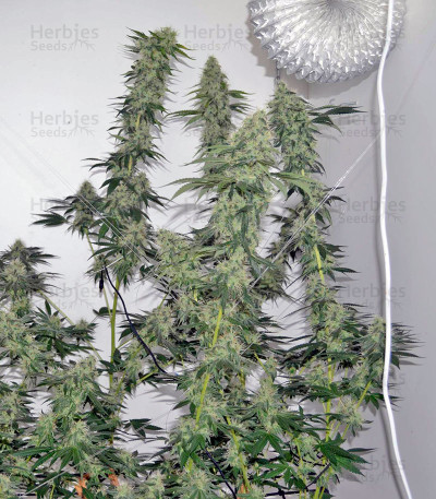 707 Headband — Humboldt Seeds Organization