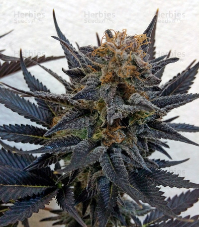 Blue Velvet — Dutch Passion