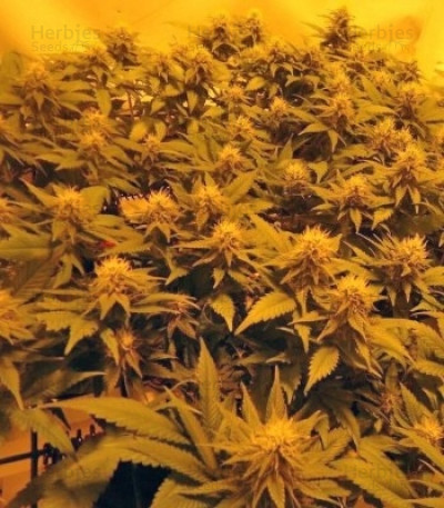 Royal Jack Herer Auto Strain Cannabis Seeds - Royal Queen Seeds