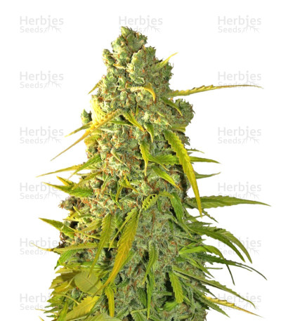 Calamity Jane Auto