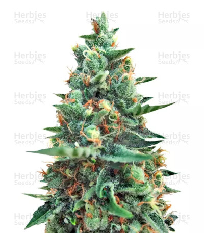 White Rush Auto