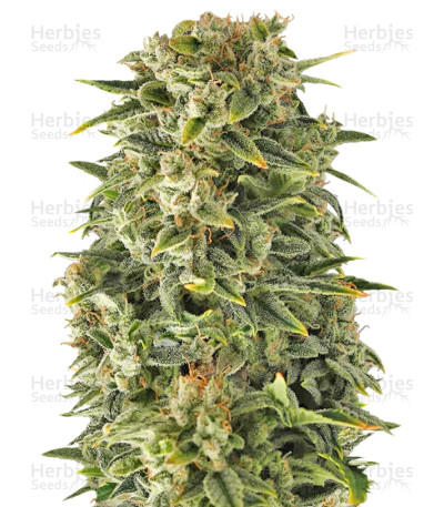 Auto Haze — Female Seeds
