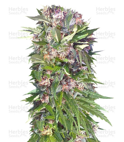 Red Purps — Female Seeds