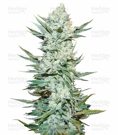 Tangie'matic Auto