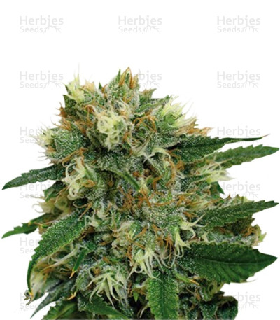 Phatt Fruity — Barney's Farm