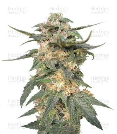 Royal Haze Auto