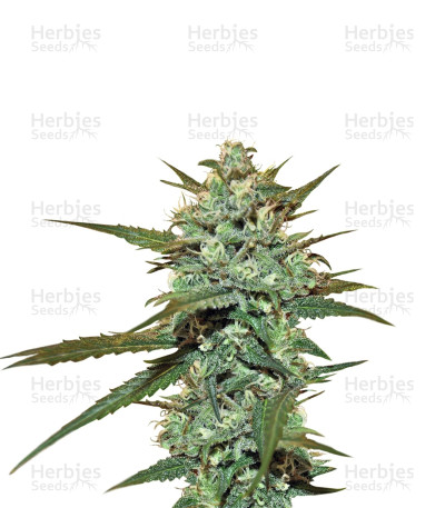 Sweet Haze