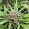 Original Auto AK Seeds