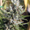 Amnesia Haze regular strain