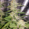Semillas feminizadas Auto Blueberry