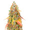 Big Bud (Herbies Seeds)