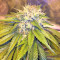 Bubble Bomb feminized seeds