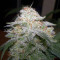 Chocolope Kush feminized seeds