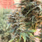 Auto Gigabud (G13 Labs)