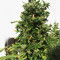 Gordomaster Kush (Positronics Seeds)