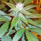Josh D OG Seeds