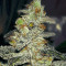 Josh D OG Seeds