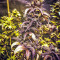 King's Banner Seeds