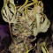 Kosher Sorbet (DNA Genetics)