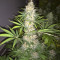 Semillas feminizadas LA Confidential (DNA Genetics)