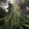 Lemonberry Haze Auto (Original Sensible Seeds)
