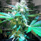 OG Kush Express Seeds