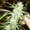 Original Bruce Banner Seeds