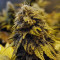 Original Glue Seeds