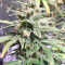 Pakistan Chitral Kush Seeds