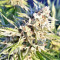 Strawberry Banana feminized seeds