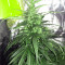 Sweet Pure Auto CBD (Sweet Seeds)