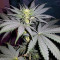 Sweet ZZ (Sweet Z) (RQS)