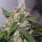 Toof Decay Auto feminized seeds